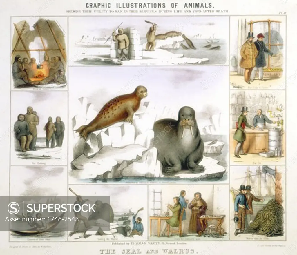 SEAL and WALRUS used for: food and tents, clothing, canoes, fur, oil, glue, false teeth., Hand-coloured lithograph by Waterhouse Hawkins published London c.1850. From Graphic Illustrations of Animals and Their Utility to Man