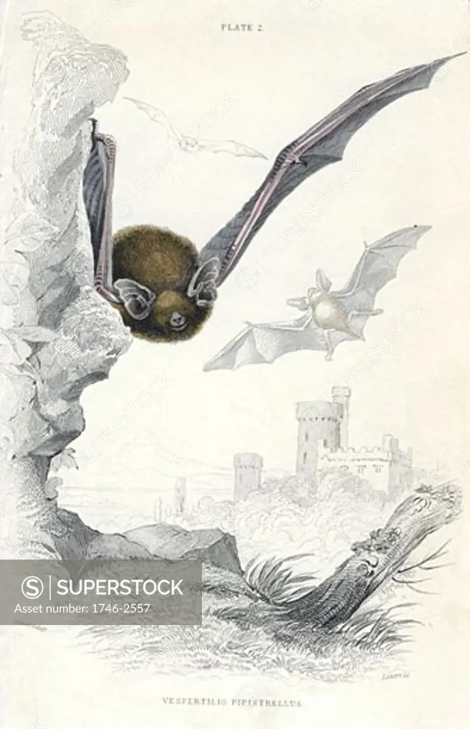 Pipistrelle Bat (Pipistrellus pipistrellus), small mouse-like flying mammal, From A History of British Quadrupeds by William MacGillivray, (Edinburgh, 1838), one of the volumes in William Jardine's Naturalist's Library series. Hand-coloured engraving.