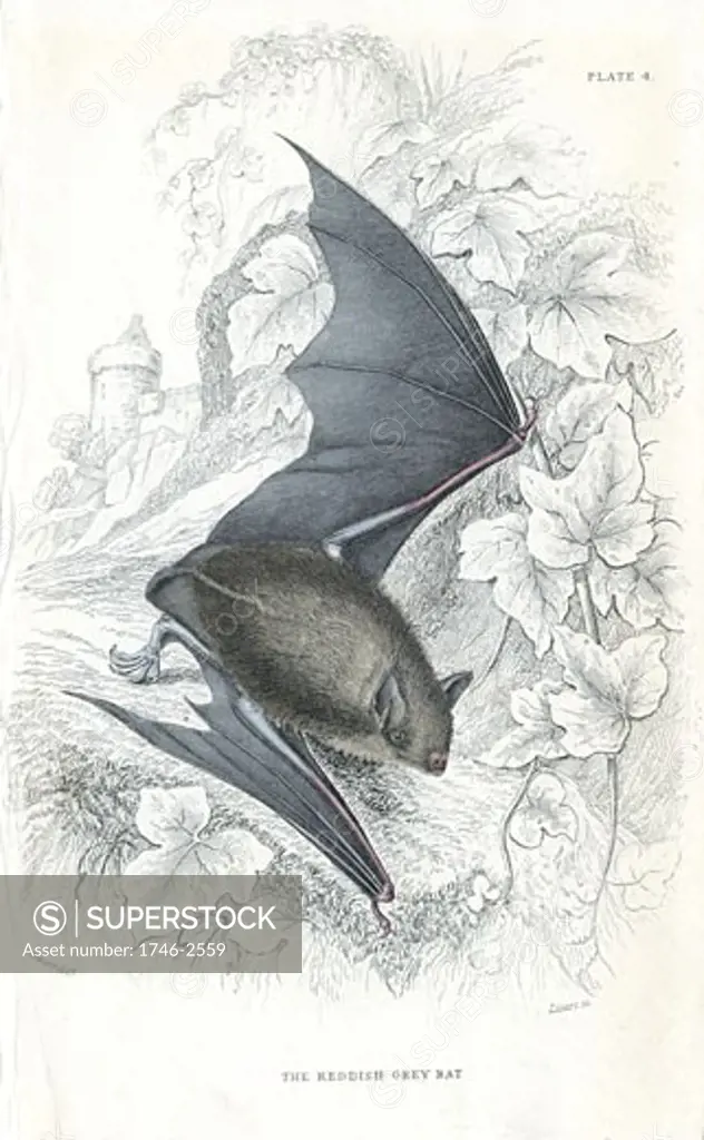 Natterer's Bat (Myotis nattereri) small mouse-like flying mammal. From A History of British Quadrupeds by William MacGillivray, (Edinburgh, 1838), one of the volumes in William Jardine's Naturalist's Library series. Hand-coloured engraving.