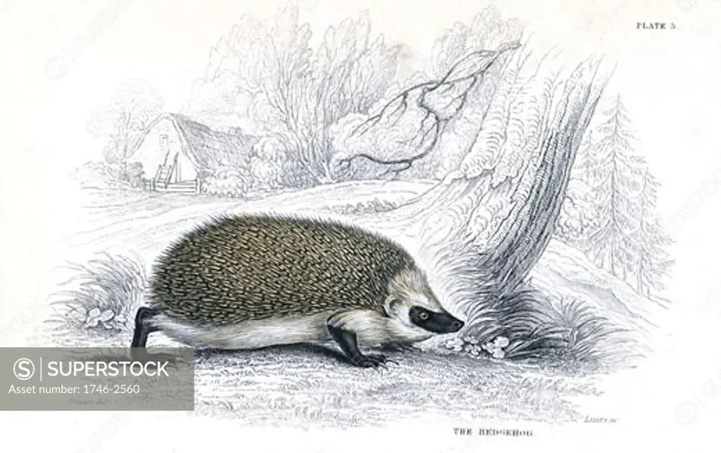 Hedgehog (Erinaceus europeas), the Common Spiny Hedgehog, an insectivorous mammal of the Old World., From A History of British Quadrupeds by William MacGillivray, (Edinburgh, 1838) one of the volumes in William Jardine's Naturalist's Library series. Hand-coloured engraving