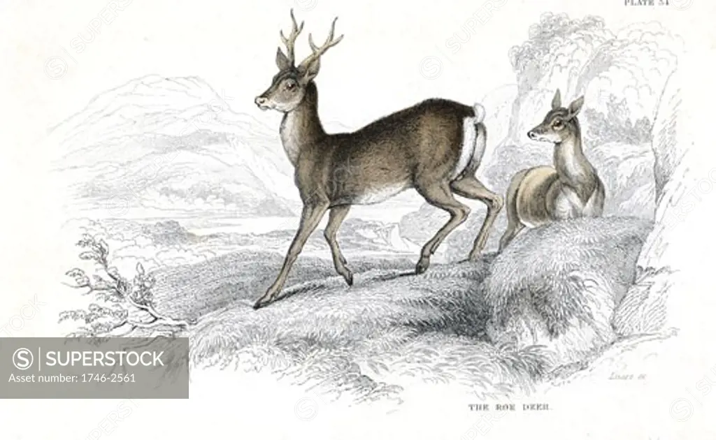 Roe Deer (Capreolus capreolus), Eurasian species of deer., From A History of British Quadrupeds by William MacGillivray, (Edinburgh, 1838), one of the volumes in William Jardine's Naturalist's Library series. Hand-coloured engraving.