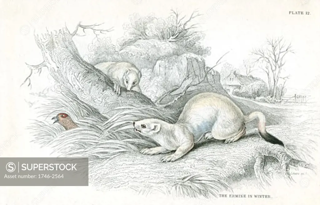 Stoat (Mustela erminea), member of the Weasel family. The stoat in the white winter coat with black tail tip From A History of British Quadrupeds by William MacGillivray, (Edinburgh, 1838), one of the volumes in William Jardines Naturalists Library series. Hand-coloured engraving.