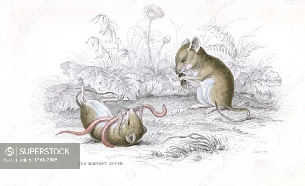 Harvest Mouse (Micromys minutus) of the Old World. At 6 to 7 1/2 cm it is one of the smallest rodents. , From A History of British Quadrupeds by William MacGillivray, (Edinburgh, 1838), one of the volumes in William Jardines Naturalists Library series. Hand-coloured engraving.