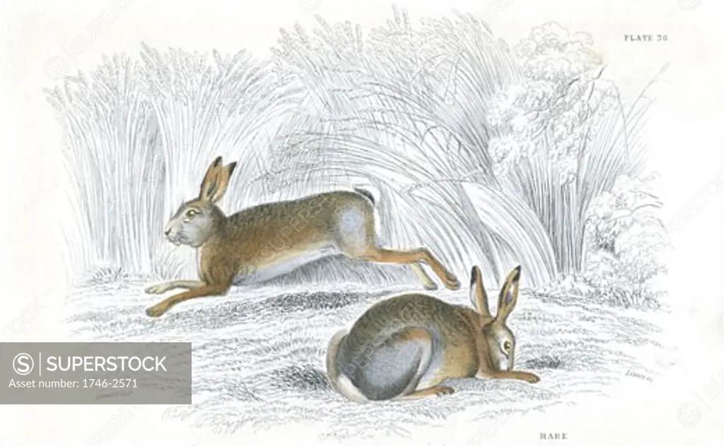 The Hare (Lepus europaeus), rodent which lives above ground, unlike its burrowing cousin the Rabbit. From A History of British Quadrupeds by William MacGillivray, (Edinburgh, 1838), one of the volumes in William Jardines Naturalists Library series. Hand-coloured engraving.
