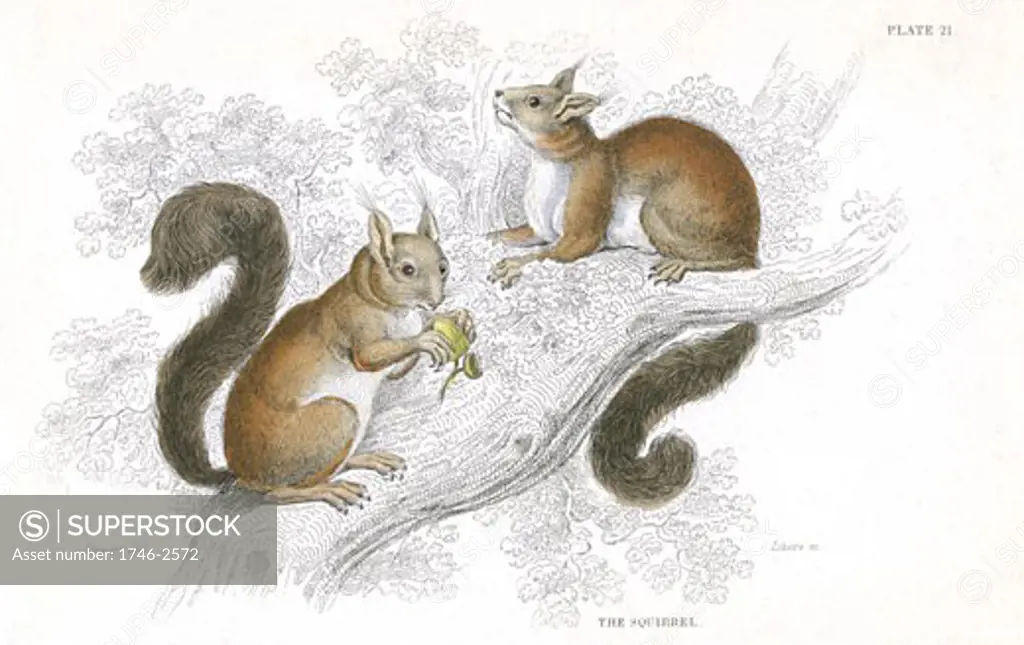 Red Squirrel (Sciurus vulgaris), tree-living rodent native to Europe and Asia, From A History of British Quadrupeds by William MacGillivray, (Edinburgh, 1838), one of the volumes in William Jardines Naturalists Library series. Hand-coloured engraving.