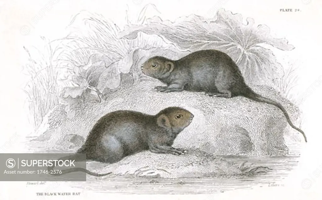 Water Vole (Arvicola terrestris), also known as the Black Water Rat., From A History of British Quadrupeds by William MacGillivray, (Edinburgh, 1838), one of the volumes in William Jardines Naturalists Library series. Hand-coloured engraving.