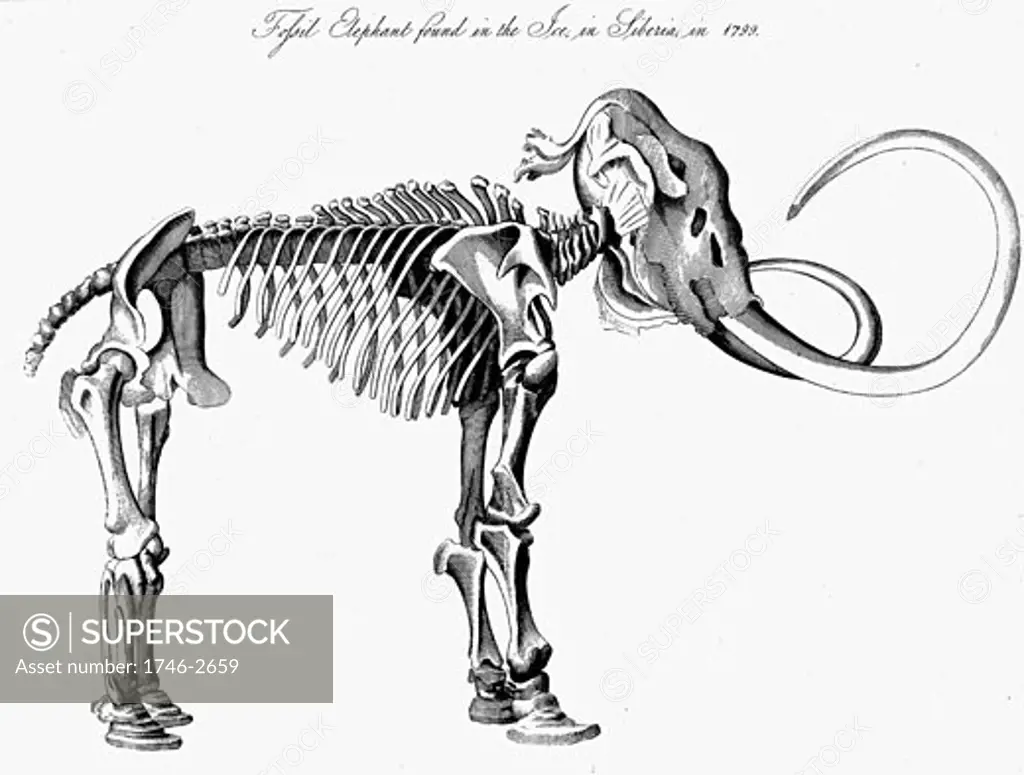 Woolly Mammoth (Mammuthis) skeleton, approximately 3m (9ft) high 5.5m (16ft) long, discovered in the ice in Siberia in 1799. Extinct genus of elephant from Pleistocene Epoch (2,500,000 to 10,000 years ago) found in fossil deposits and in northern Europe