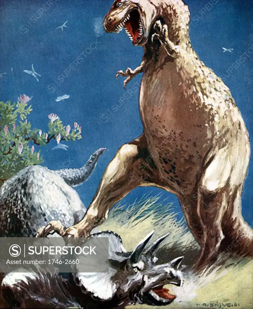 Tricerotops, a horned dinosaur, held down by Tyrannosaur. Artist's reconstruction of fight between two giant reptiles of the Mesozoic Era, Published c1920