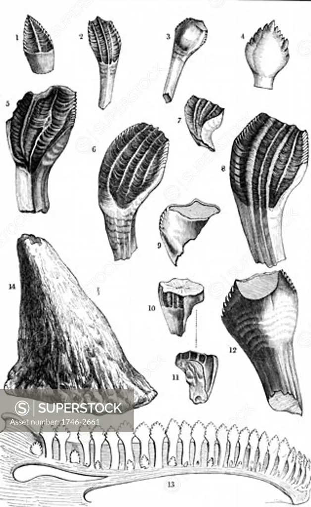 Comparison of fossil teeth & nasal horn of Iguanadon and, 13, lower jaw & teeth of modern Iguana (Mantell). From William Buckland Geology and Mineralogy London 1836. This book is one of the Bridgewater Treatises