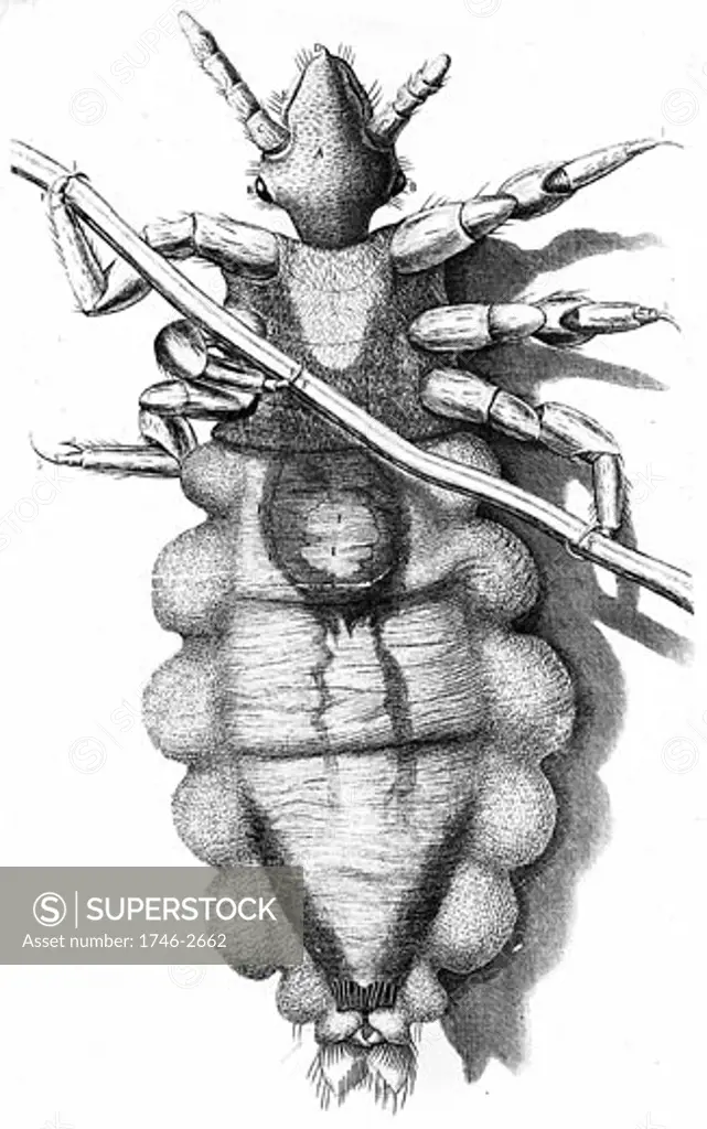 Human Louse, a wingless parasitic insect. Engraving from Robert Hooke Micrographia London 1665. Now known to be vector for Epidemic typhus
