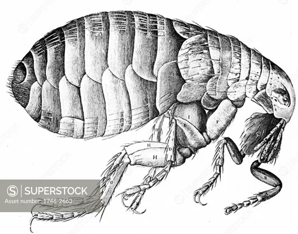 The Flea. Engraving from Robert Hooke Micrographia London 1665. Wingless bloodsucking, parasitic insect. Human flea (Pulex irritans) can transmit plague