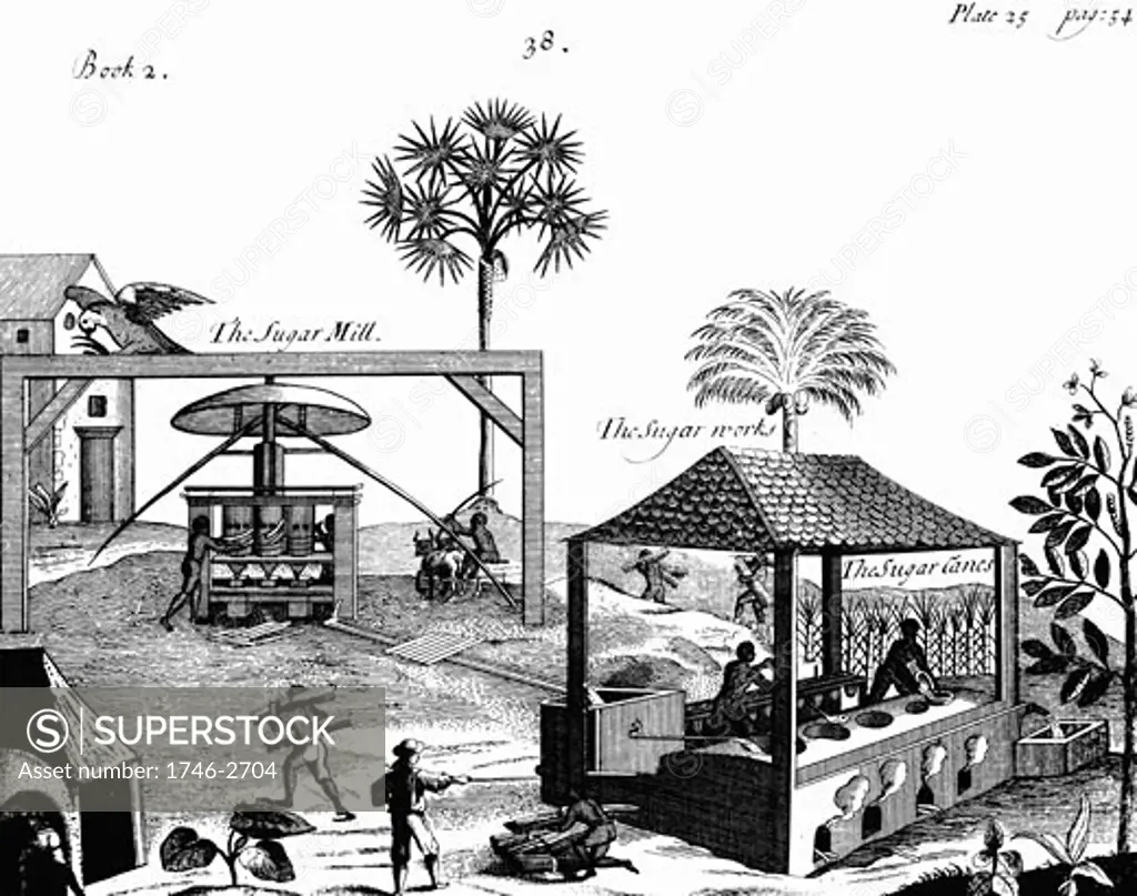 Slave labour on a sugar plantation in the West Indies. Cane taken to vertical crushing mill powered by oxen. Juice extracted flows to boiling house where liquid boiled and refined. From Pierre Pomet A Compleat History of Drugs, 1725, Engraving