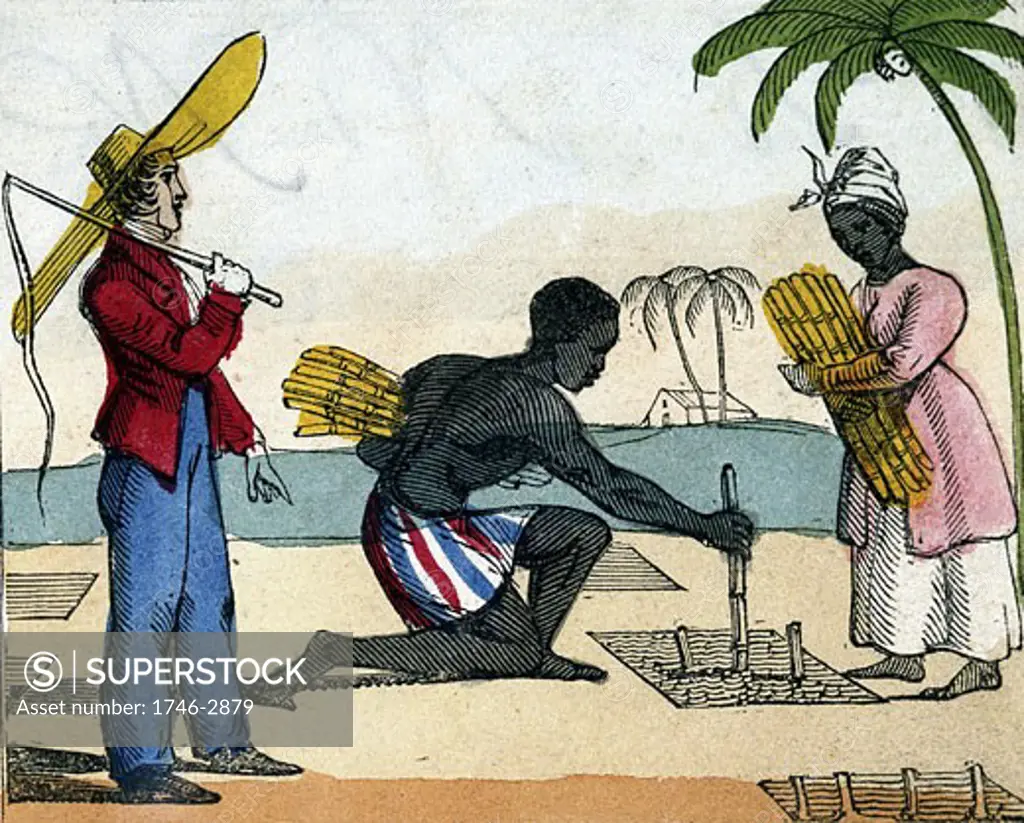 Black slaves working in the cane fields: Planting.  Overseer with whip stands over them.  West Indies From Amelia Opie The Black Man's Lament; or How to Make Sugar. London, 1826