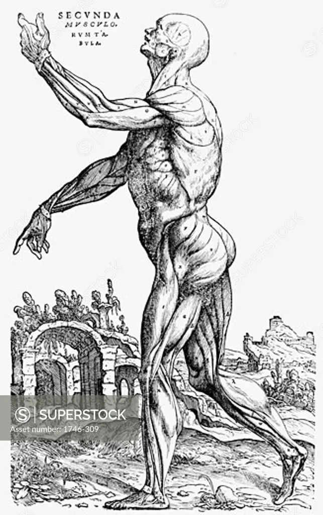 On the Fabric of the Human Body, From Book II written by Andreas Vesalius, Engraving