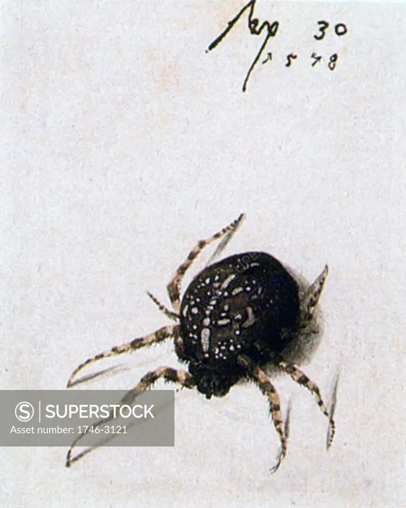 Female Spider, 1578, Joris Hoefnagel, (1542-ca.1601/Flemish)