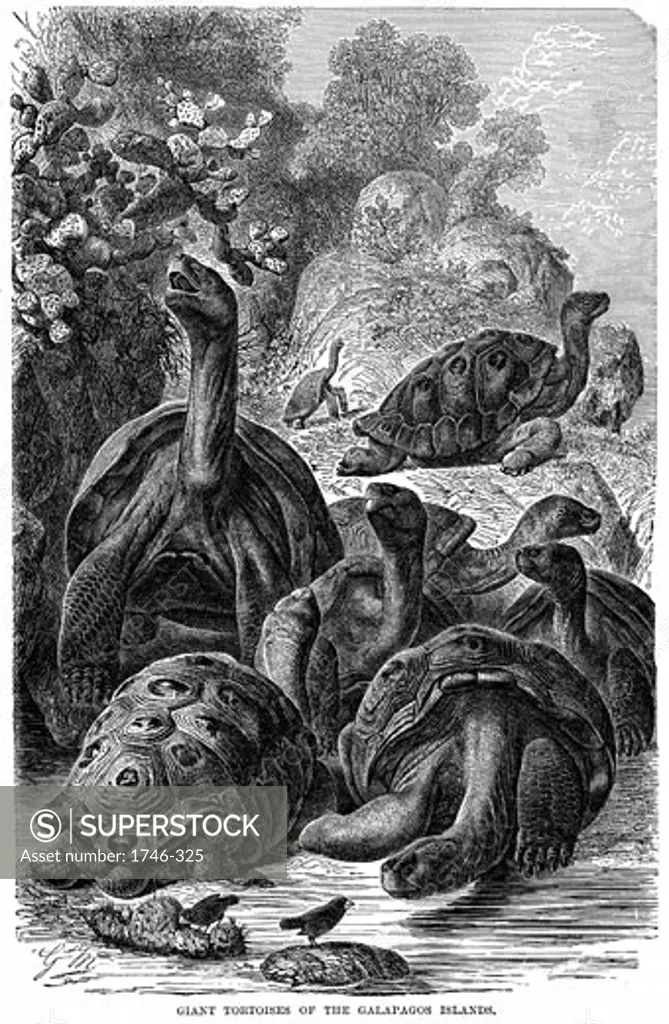 Giant tortoises of the Galapagos Islands which were observed by Charles Darwin, 1894, Wood engraving