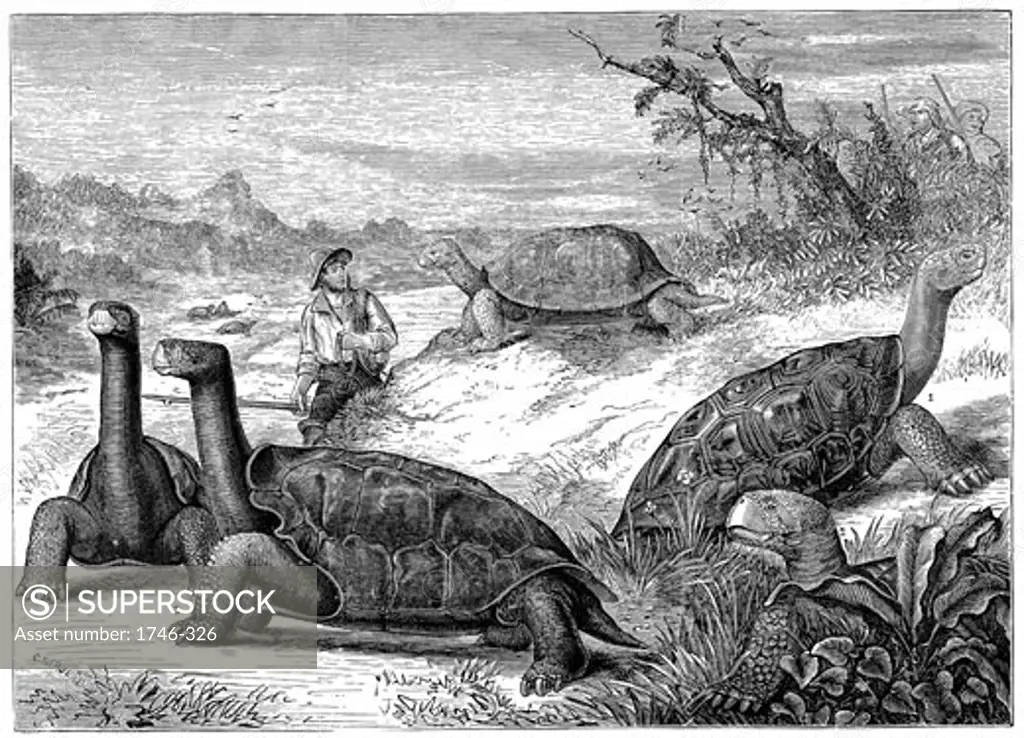 Giant Land Tortoises of the Galapagos Islands. Charles Darwin's study of the fauna of the Islands contributed to his theory of evolution, 1884, Wood engraving