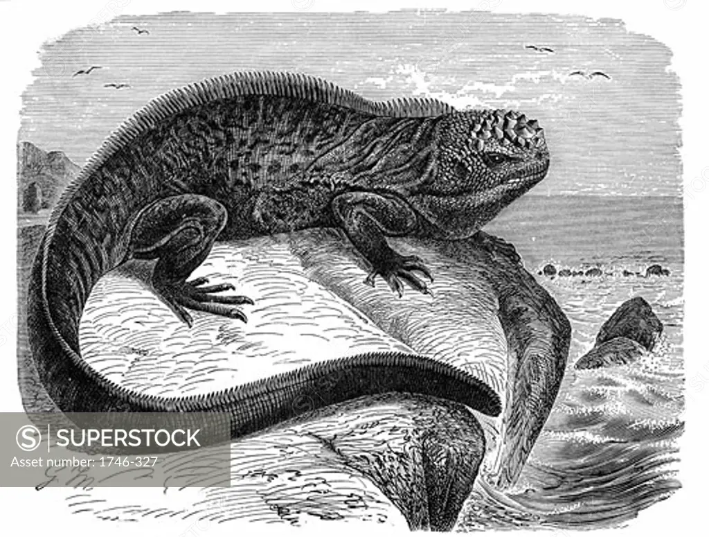 Iguana, the great herbivorous sea lizard of the Galapagos Islands. Charles Darwin's study of the fauna of the islands contributed to his theory of evolution., 1890, Wood engraving
