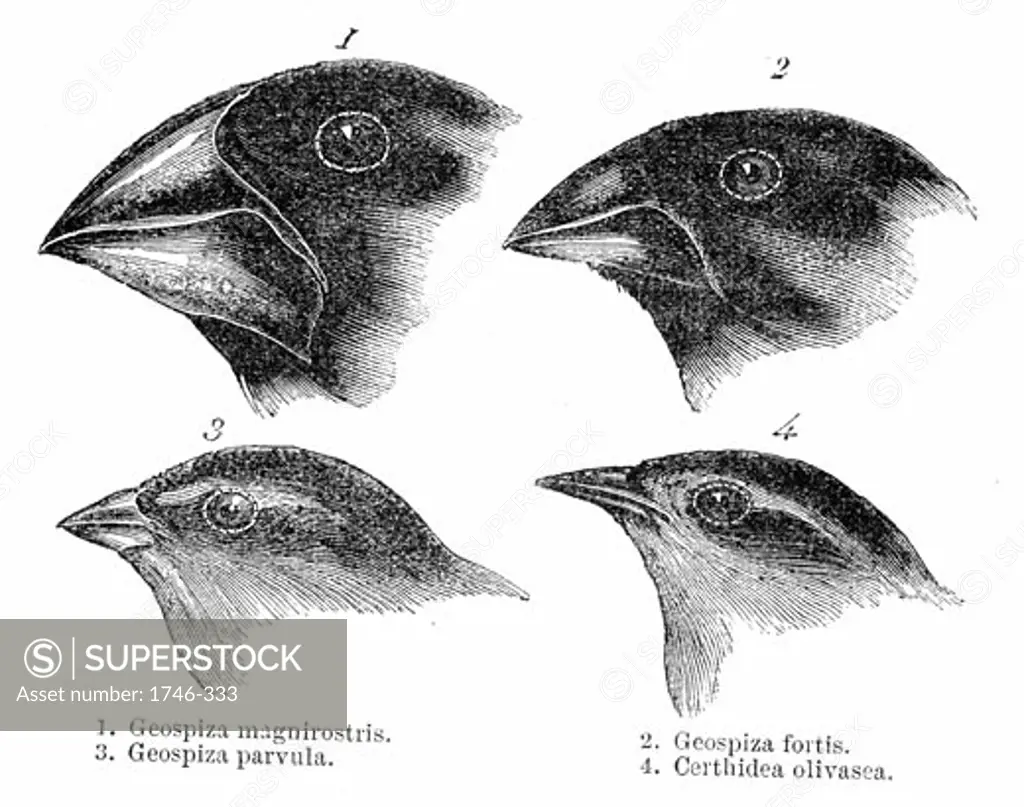 Darwin's Finches, The study of the flora of the Islands contributed to Charles Darwin's theory of evolution