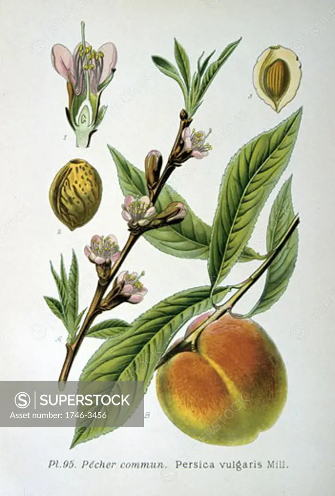 Common Peach (Persica vulgaris),  from Masclef Atlas des Plantes de France