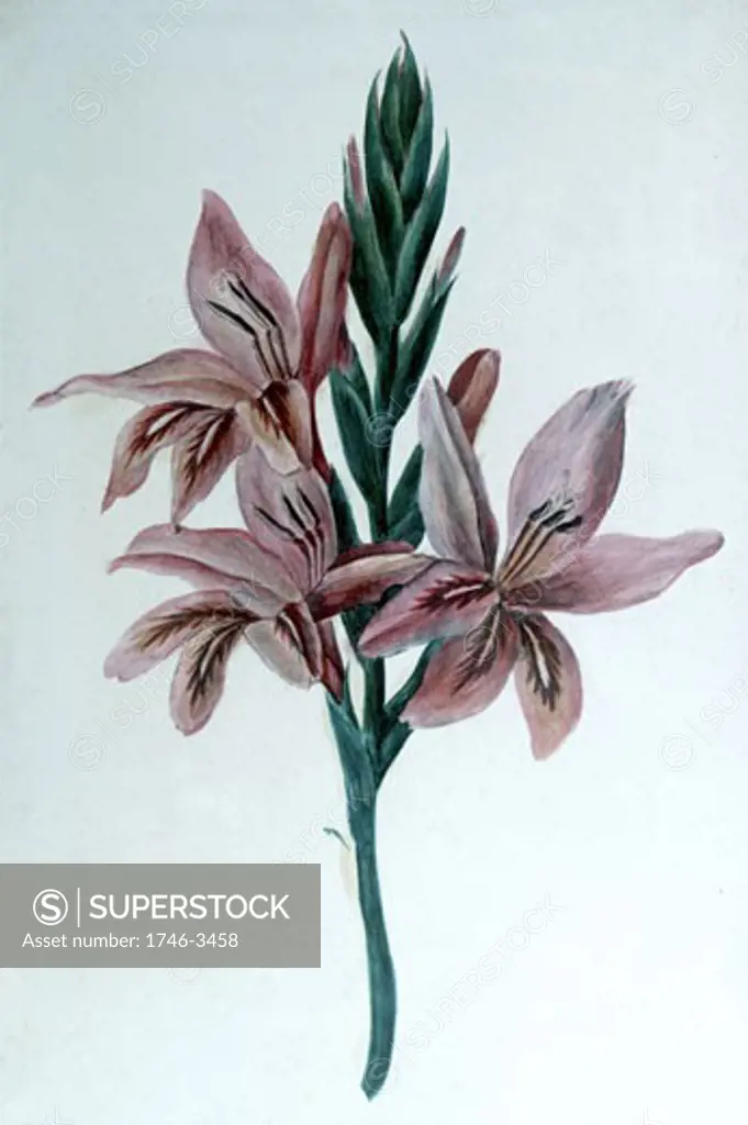 Gladiolus by George Sand,  1804-1876,  French,  watercolor,