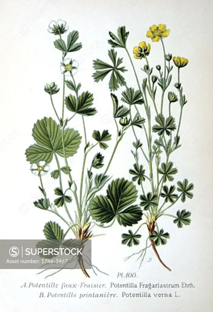 Strawberry (Potentilla sterilis) and Creeping Potentilla (Potentilla verna),  from Amedee Masclef Atlas des Plantes de France