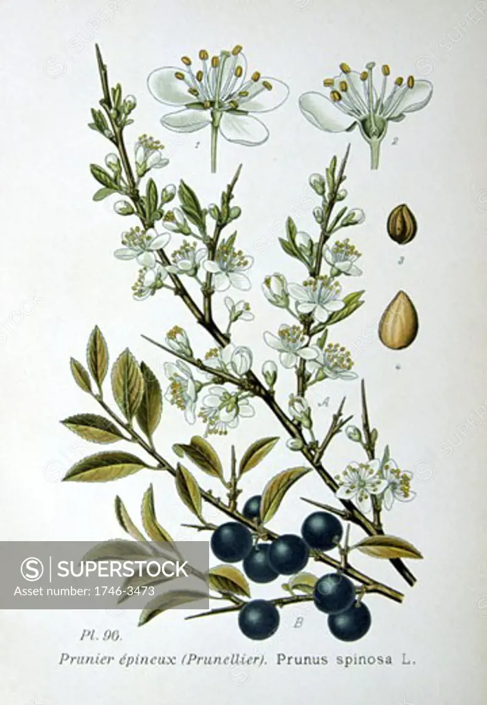 Blackthorn or Sloe (Prunus spinosa),  from Amedee Masclef Atlas des Plantes de France