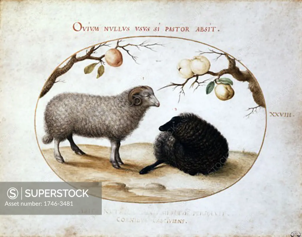 Ram,  Black Sheep and Apples by Joris (George) Hoefnagel,  1542-1601 Flemish,  watercolor