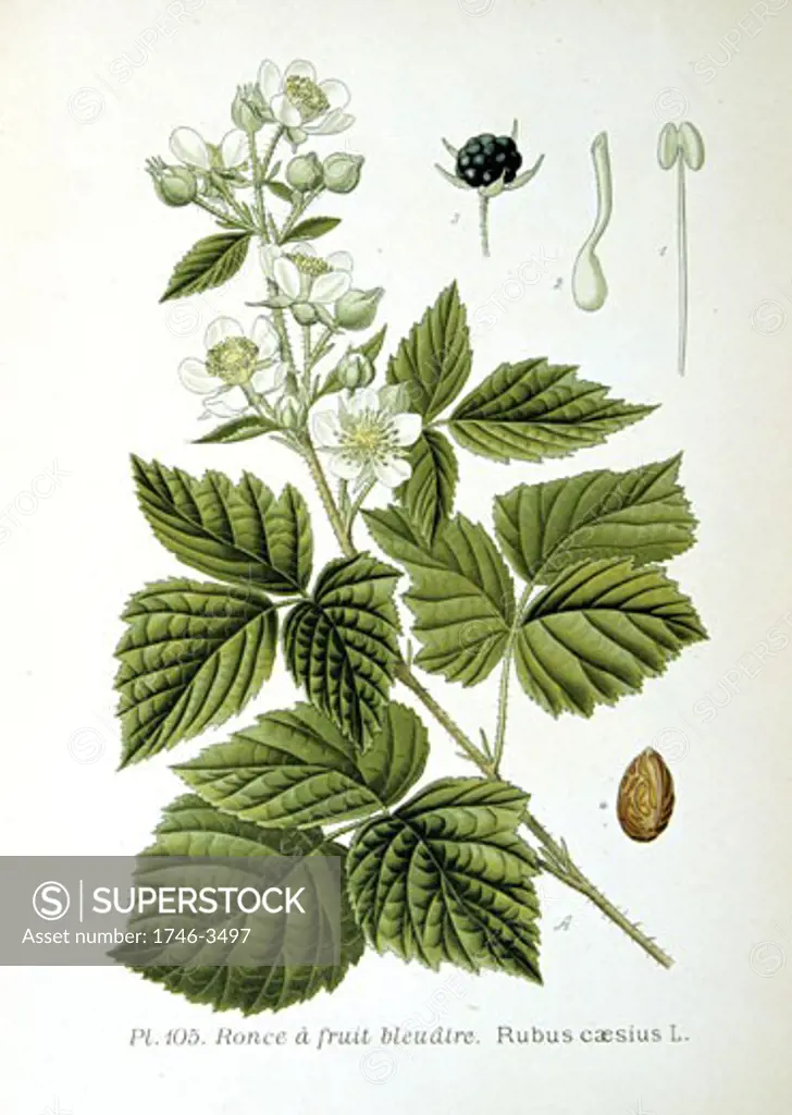 European Dewberry (Rubus caesius),  from Amedee Masclef Atlas des Plantes de France