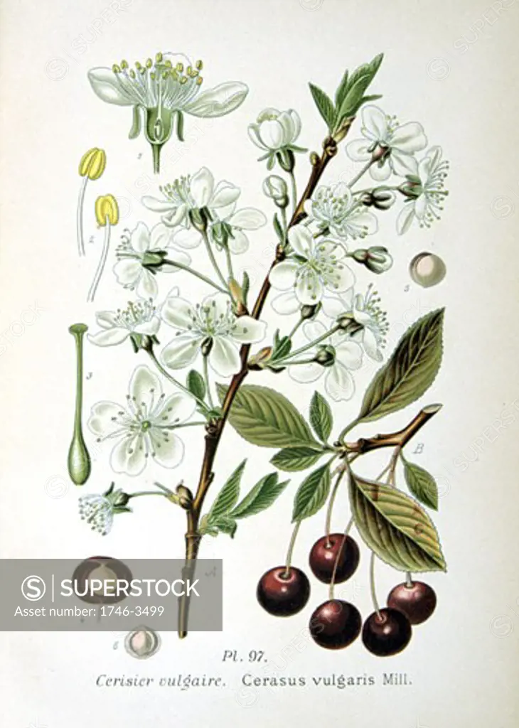 Sour Cherry (Cerasus vulgaris or Prunus cerasus),  from Amedee Masclef Atlas des Plantes de France