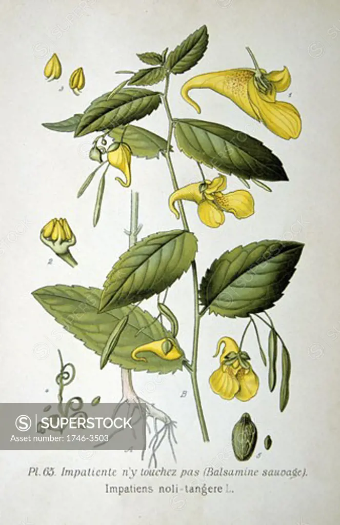 Yellow Balsam or Touch-me-not (Impatiens noli-tangere),  from Amedee Masclef Atlas des Plantes de France