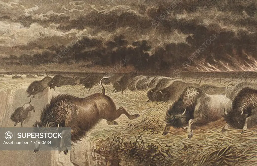 Buffalo stampeding to escape prairie fire,  lithograph,  1864