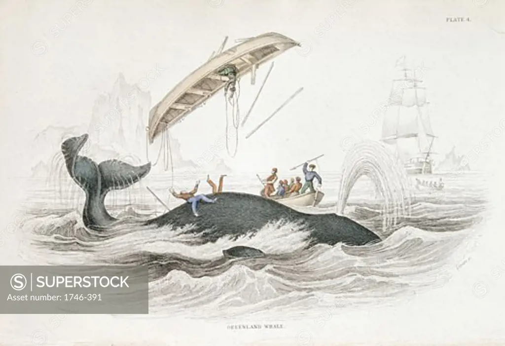 Harpooning a Greenland Whale which has tossed one of the attacking boats. From William Jardine The Naturlist's Library: "On the Ordinary Cetacea", Edinburgh, 1837. Hand-coloured engraving.