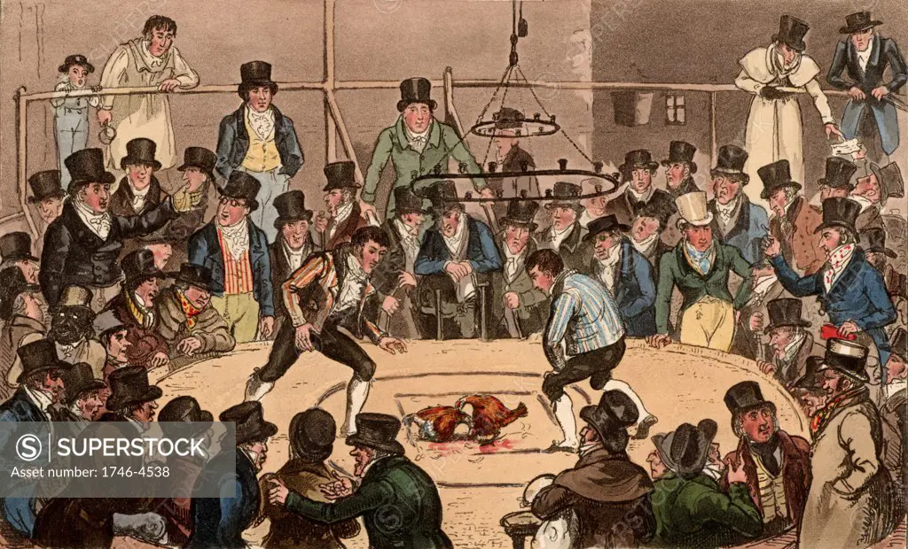 Tom, Jerry and Logic, backing Tommy the Sweep at the Royal Cockpit. The all male audience is focused on the cockfight in the ring.  At top right men are betting on the outcome of the match. Illustration by (Isaac) Robert Cruikshank and George Cruikshank Snr. for Life in London by Pierce Egan (London, 1821). Aquatint.