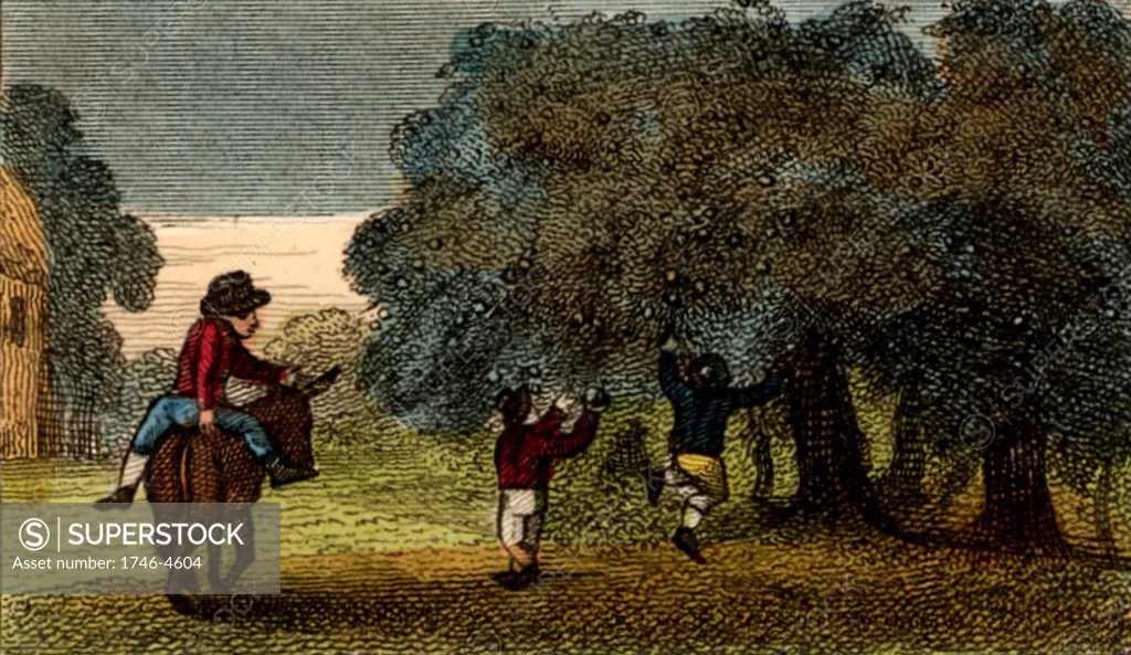 Harvesting cider apples, Herefordshire, England. Apples for cider are not carefully picked, they are knocked off the trees, or allowed to fall, and collected from the ground, then pressed and the juice fermented.   From Scenes in England by the Rev. Isaac Taylor, London, 1822. Hand-coloured engraving.