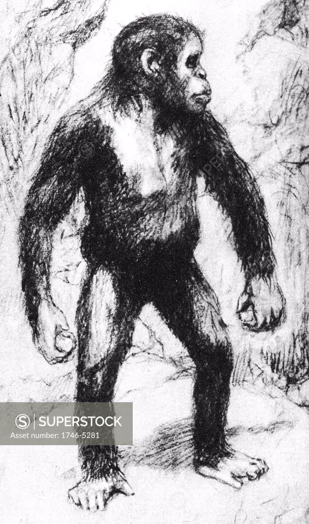 Taungs Ape-Man. Artist's drawing of Grafton Elliot Smith's (1871-1937) the Australian anatomist and ethnologist's idea of appearance of young Australopithecus Africanus.