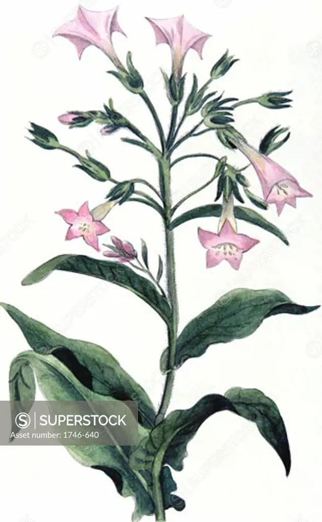 Tobacco: Nicotiana tabacum. Hand-coloured engraving 1823
