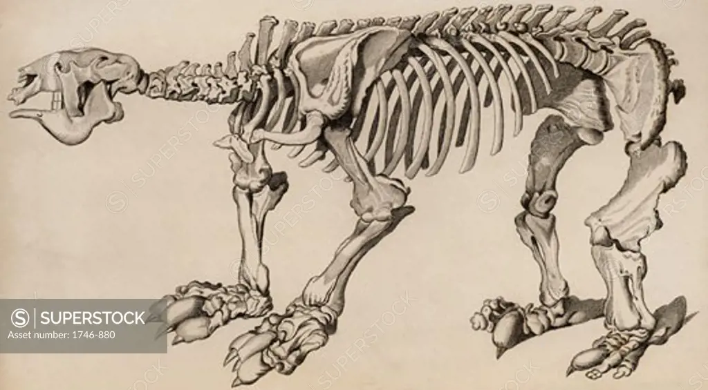 Composite skeleton of a Megatherium, From The Animal Kingdom by George Cuvier, Engraving