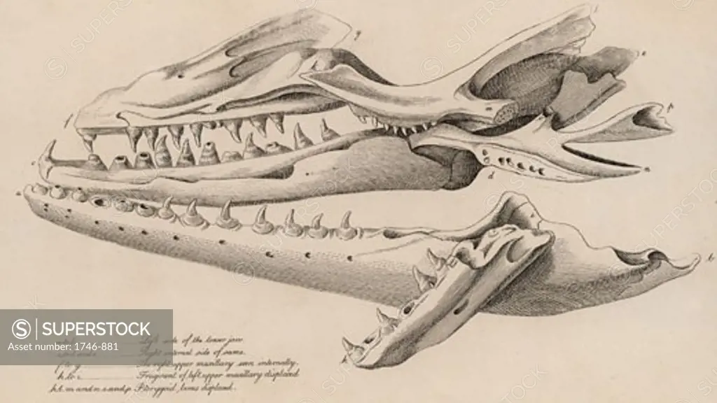 Mosasaurus. Huge skull found in a quarry at Fort St Peter near Maastricht, Netherlands, in 1780, From The Animal Kingdom by George Cuvier (London, 1830), Engraving