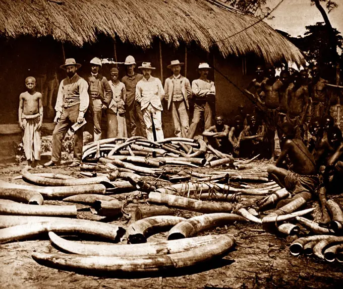 Belgian colonial period Congo. Africa became a centre for ivory hunting from elephants killed for sport; or ivory 1900
