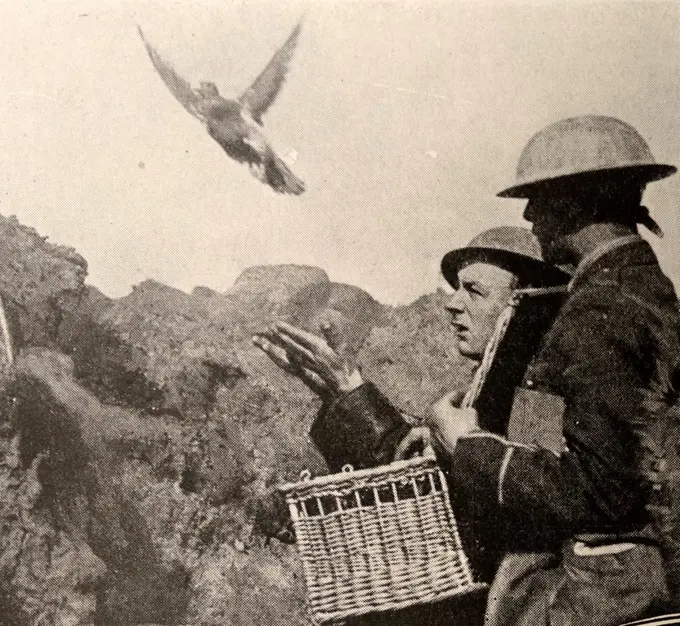carrier pigeon used by the British army; to carry messages during world war one