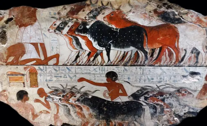 Fresco from the tomb of Nebamun, Fragment of a polychrome tomb-painting showing cattle with their farmers from the presentation of the geese scene. Thebes, Egypt 18th Dynasty, around 1350 BC