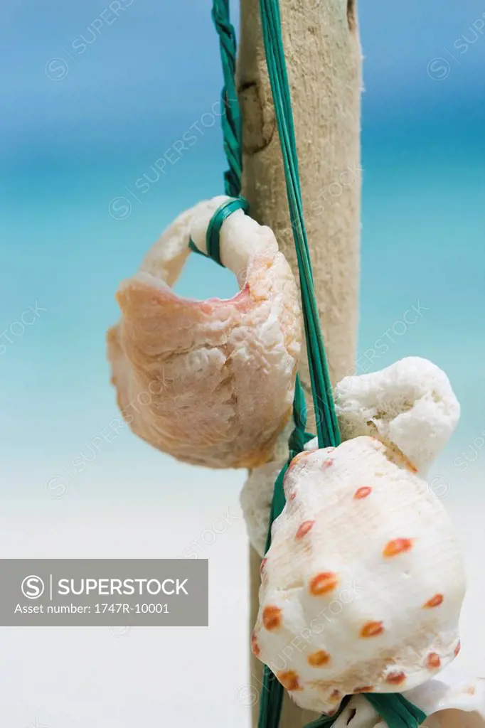 Seashells tied to stick, close-up