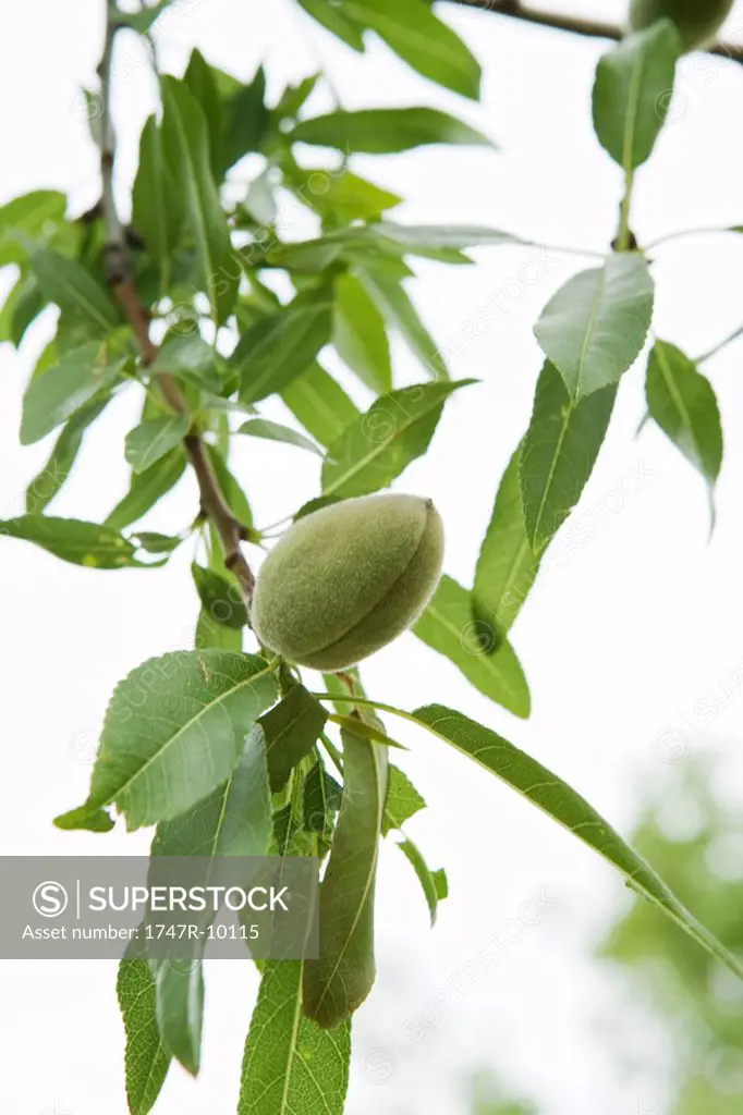 Almond tree, close-up