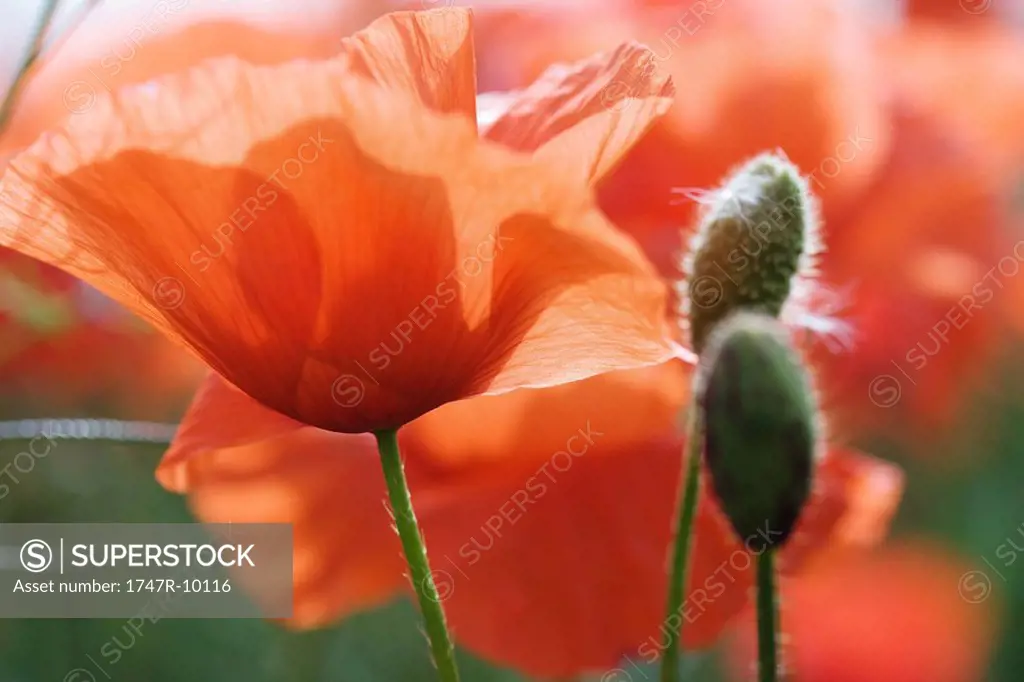 Red poppies, close-up