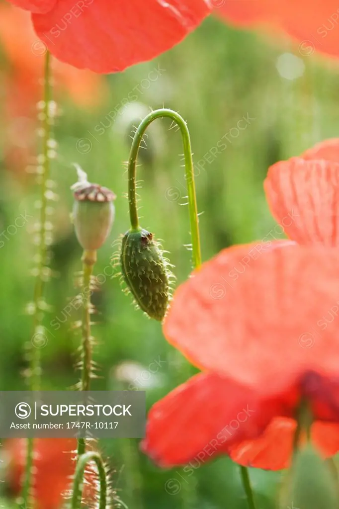 Red poppies and flower buds, close-up