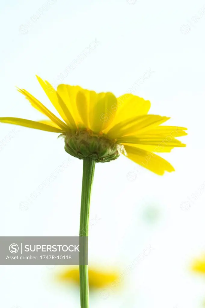 Yellow flower, close-up