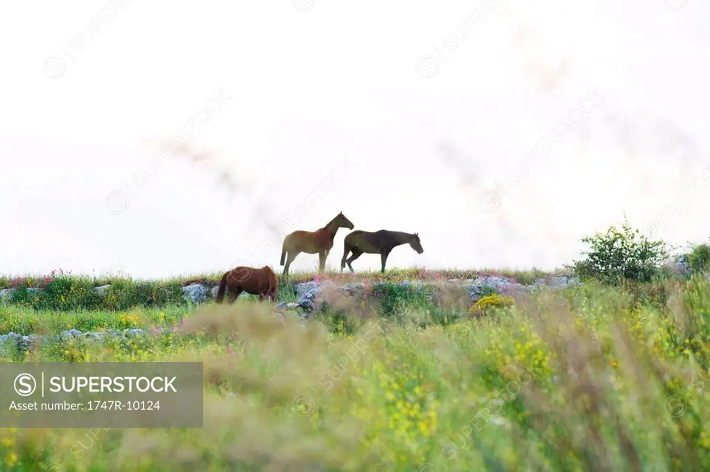 Horses in country meadow