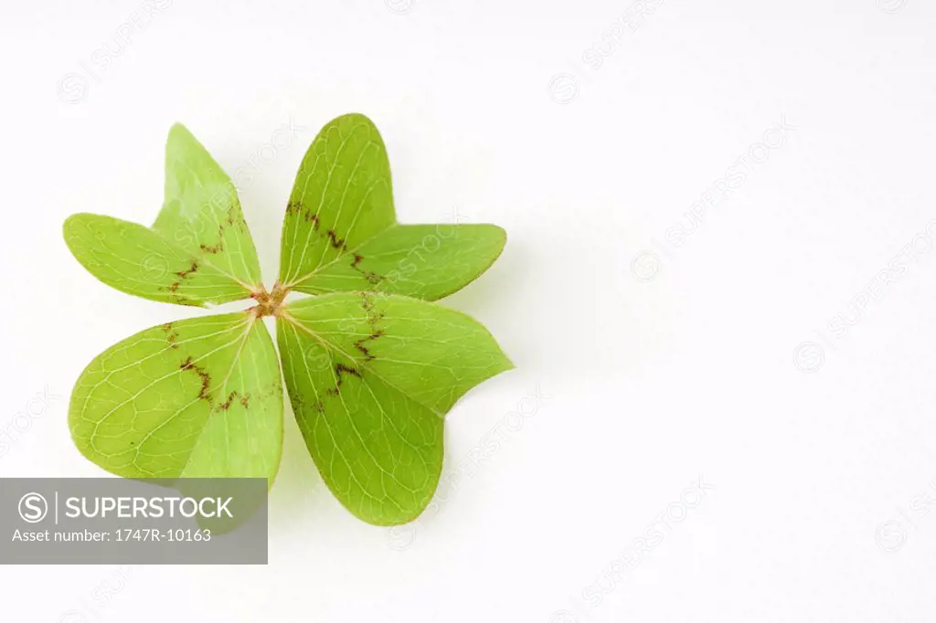 Four-leaf clover, close-up