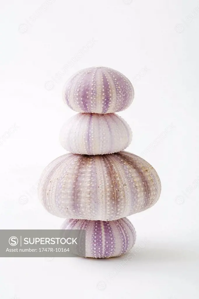 Dried sea urchin shells, stacked